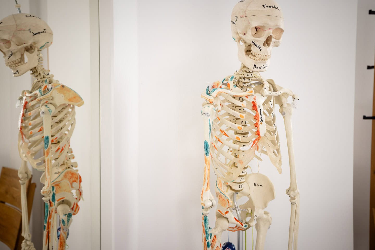 Anatomisches Skelettmodell in Physiotherapiepraxis in Penzberg.