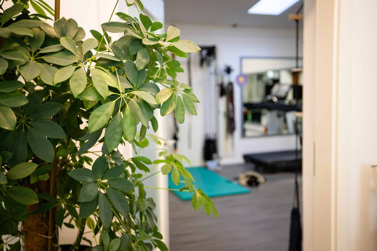 Warmer Behandlungsraum bei Physio 360 in Penzberg mit Pflanzen und Therapiebereich.